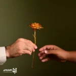 گل رز طلایی - Image 2