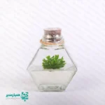 🌿 گلشیشه ترنج | تراریوم کشت بافتی ویژه نوروز 🌿 گلشیشه ترنج یکی از خاص‌ترین و منحصربه‌فردترین محصولات کیمیا هنر است؛ هدیه‌ای از جنس طبیعت 🌱 که با تلفیق علم و زیبایی، انتخابی شایسته برای عید نوروز به شمار می‌آید 🍎✨ این گلشیشه زیبا با ابعاد ۱۰ × ۸.۵ × ۴.۵ سانتی‌متر طراحی شده و برای تمامی مقاطع تحصیلی، مدارس و حتی هدیه به عزیزان، گزینه‌ای چشم‌نواز و ماندگار است 🎁 🌸 گلشیشه ترنج یک تراریوم کشت بافتی است؛ گیاهی طبیعی که در محیط کاملاً استریل آزمایشگاهی و درون ژل مغذی پرورش یافته و کاملاً بی‌نیاز از آب و خاک می‌باشد. ✅ شرایط نگهداری: قرارگیری در نور مناسب و کافی (نور مصنوعی نیز قابل قبول است) 💡 دمای مناسب: ۲۴ تا ۲۷ درجه سانتی‌گراد 🌡️ ⚠️ درب شیشه به هیچ عنوان باز نشود؛ باز شدن باعث آلودگی سریع محیط می‌شود. ✨ کیمیا هنر با گلشیشه ترنج، خاطره‌ای زیبا و ماندگار برای مدرسه و عزیزان شما می‌سازد 🌿💚