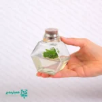 🌿 گلشیشه ترنج | تراریوم کشت بافتی ویژه نوروز 🌿 گلشیشه ترنج یکی از خاص‌ترین و منحصربه‌فردترین محصولات کیمیا هنر است؛ هدیه‌ای از جنس طبیعت 🌱 که با تلفیق علم و زیبایی، انتخابی شایسته برای عید نوروز به شمار می‌آید 🍎✨ این گلشیشه زیبا با ابعاد ۱۰ × ۸.۵ × ۴.۵ سانتی‌متر طراحی شده و برای تمامی مقاطع تحصیلی، مدارس و حتی هدیه به عزیزان، گزینه‌ای چشم‌نواز و ماندگار است 🎁 🌸 گلشیشه ترنج یک تراریوم کشت بافتی است؛ گیاهی طبیعی که در محیط کاملاً استریل آزمایشگاهی و درون ژل مغذی پرورش یافته و کاملاً بی‌نیاز از آب و خاک می‌باشد. ✅ شرایط نگهداری: قرارگیری در نور مناسب و کافی (نور مصنوعی نیز قابل قبول است) 💡 دمای مناسب: ۲۴ تا ۲۷ درجه سانتی‌گراد 🌡️ ⚠️ درب شیشه به هیچ عنوان باز نشود؛ باز شدن باعث آلودگی سریع محیط می‌شود. ✨ کیمیا هنر با گلشیشه ترنج، خاطره‌ای زیبا و ماندگار برای مدرسه و عزیزان شما می‌سازد 🌿💚